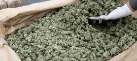 marijuana