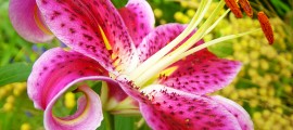 Whit’s Wisdom: It’s Your Season To Bloom Stargazer_Lily